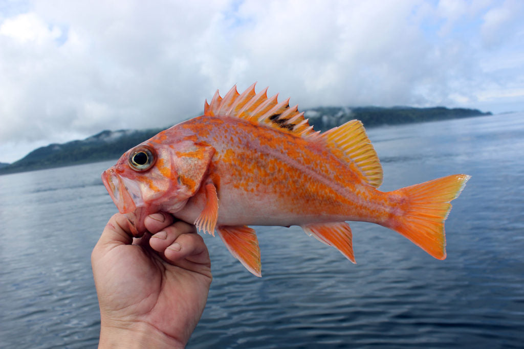 SoCal Rockfish Season Is Here! – Opah Gear Fishing Bags