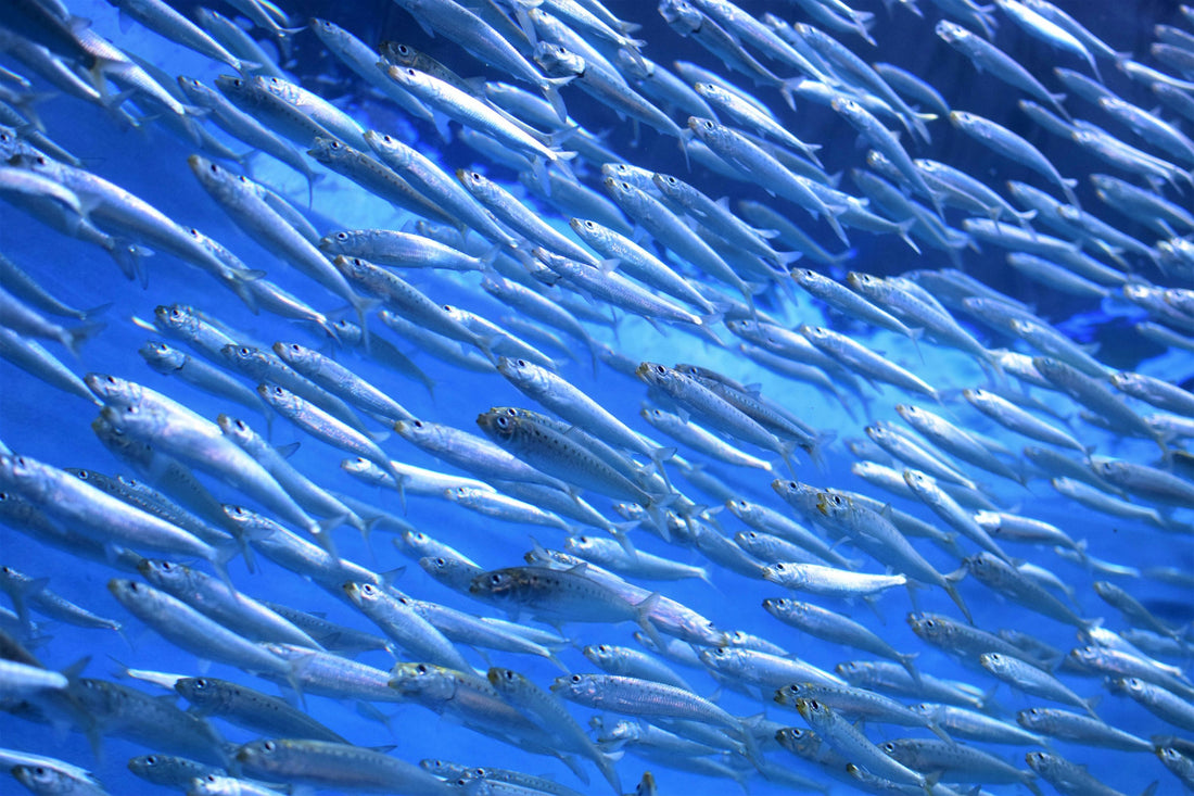Sardines as Bait