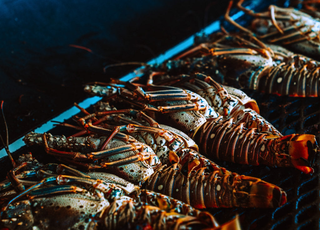 California Spiny Lobster Season Opens October 2nd 2022! – Opah