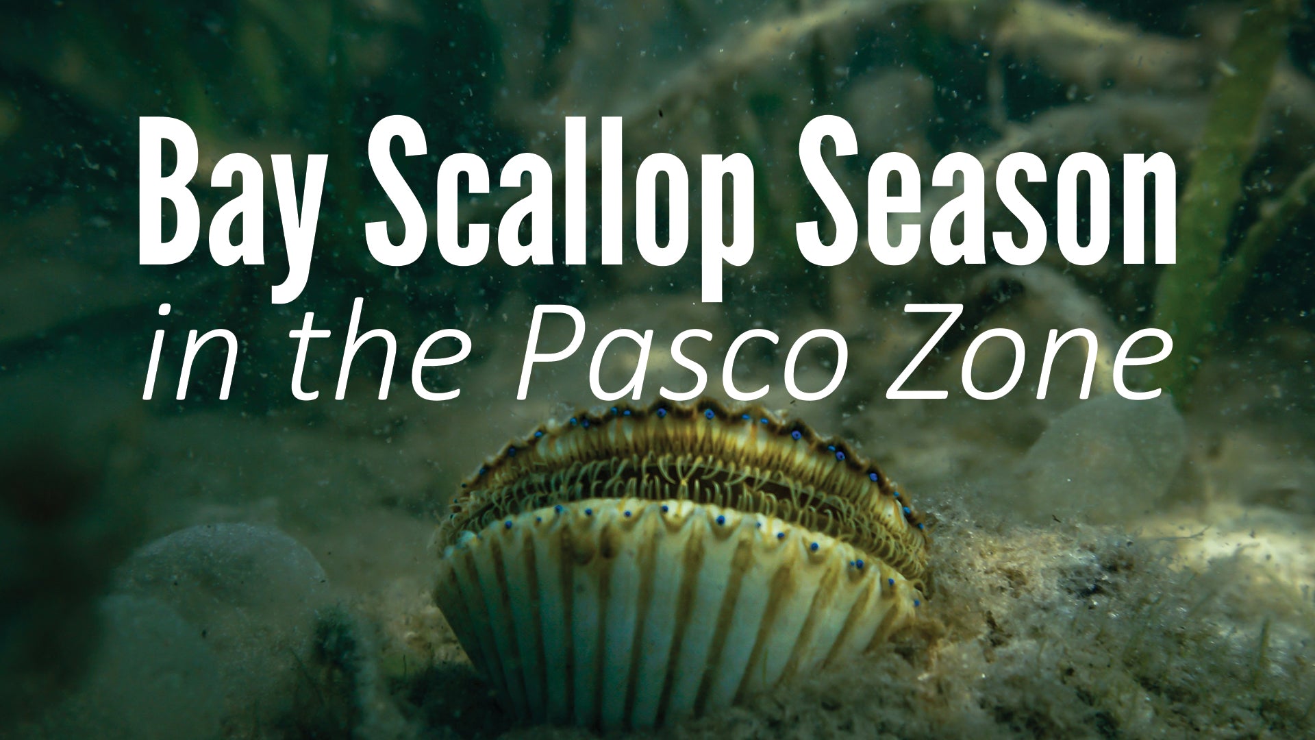 Dive into the 2024 Bay Scallop Season in the Pasco Zone! Opah Gear