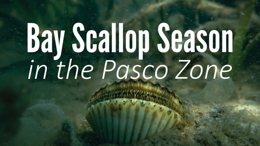 Dive into the 2024 Bay Scallop Season in the Pasco Zone!