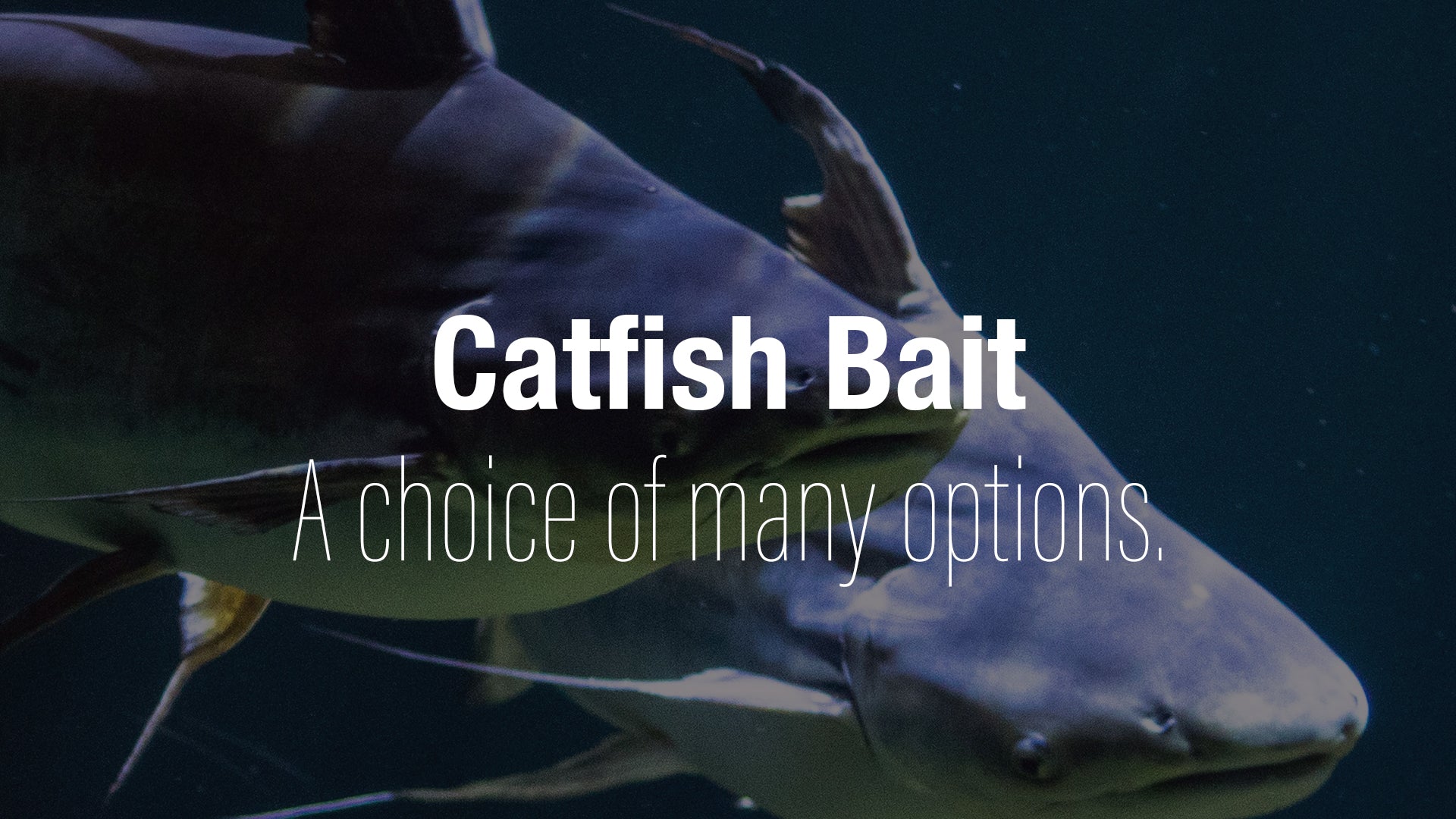 What bait should I use for catfish? – Opah Gear Fishing Bags