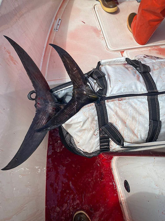 Bluefin Tuna in an Opah Gear Fish Cooler Bag