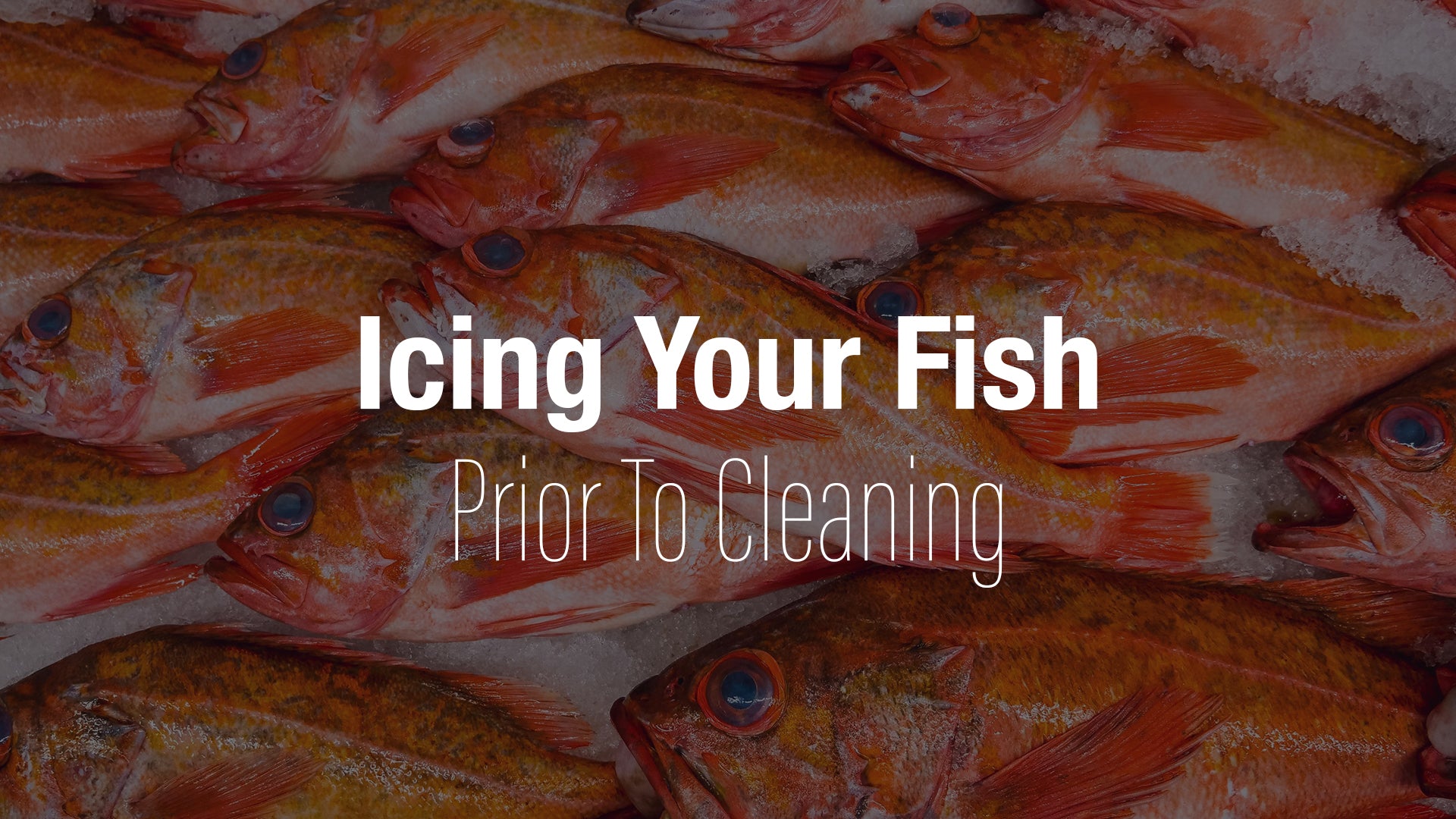 Why Leaving Your Fish on Ice Overnight Before Cleaning is a Smart Choi