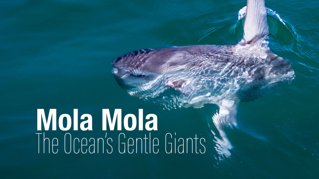 The Curious World of Mola Mola: The Ocean's Gentle Giants