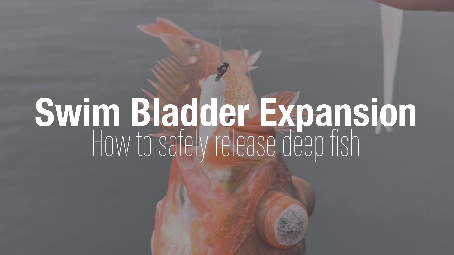 Understanding Swim Bladder Inflation and How to Safely Return Fish to ...