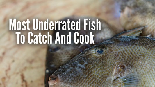 Underrated Fish To Catch And Cook In The US