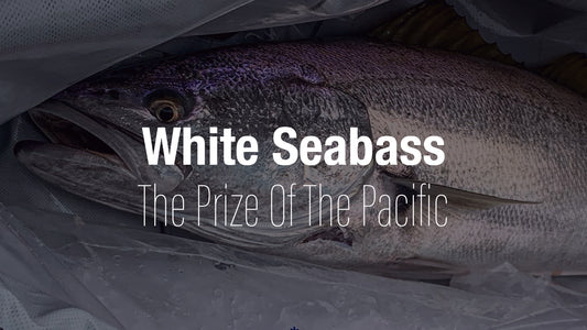 All About White Seabass: The Prize Of The Pacific