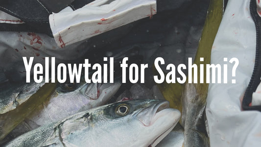 Is Yellowtail Good for Sashimi?