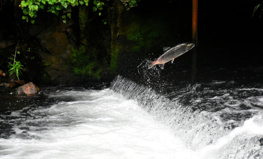 Northern California Salmon Closure: Conservation Meets Controversy