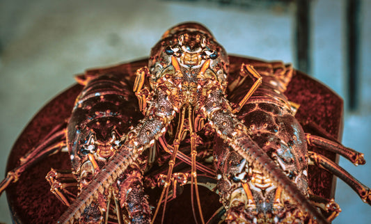 Spiny Lobster Key Tips! Maximize Your 2022-23 Season