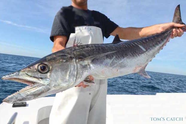 Mastering The Art of King Mackerel Fishing Tournaments: A Guide To Success