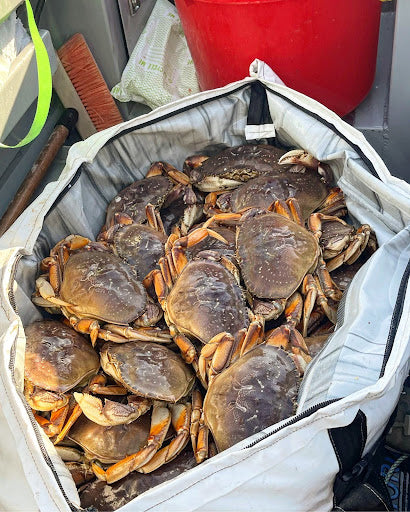 Fishing for Dungeness Crab