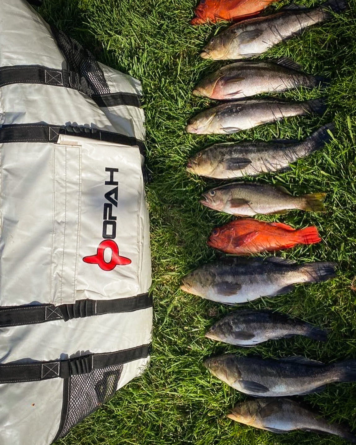 Fathom 6 King Insulated Cooler Bag, King Mackerel 70L x 20W x 18H – Opah Gear  Fishing Bags