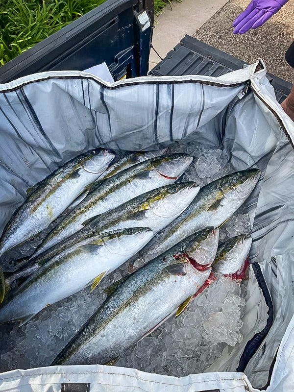 Opah Gear Fathom 6 Fish Cooler Bag Kill Bag. Protects your catch longer. The most reliable fish bag on the market. Purposely built to be the highest quality fish cooler bag in sportfishing. Even great when used as an insulated cooler bag while out camping or for other normal use. The highest quality insulated bag. A perfect Tuna Kill Bag, Dorado Kill bag, or yellowtail kill bag.